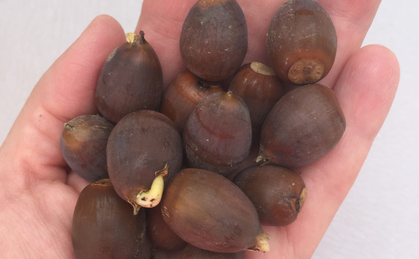 Nuts
